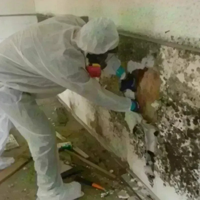 Mold Remediation and Removal in Bartlett, TN